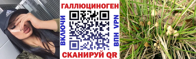 Купить закладки  Уржум  Псилоцибиновые грибы Psilocybe 